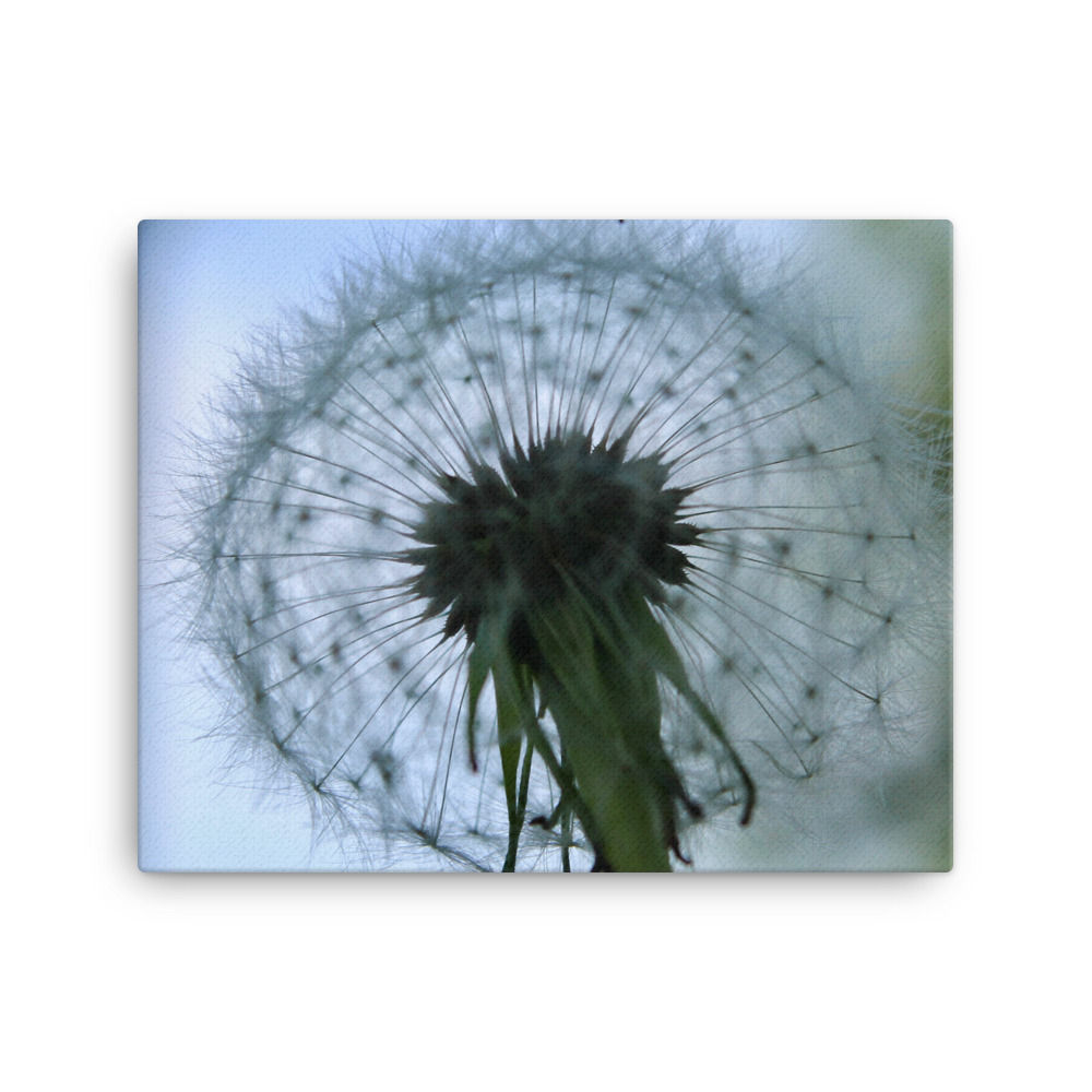"Dandy" Canvas Print
