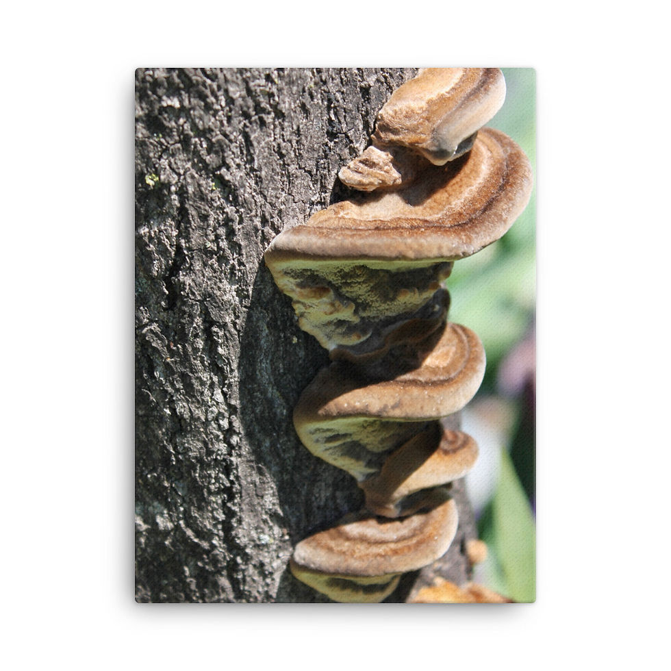 Thumbnail: "Climbing Fungi" Canvas Print