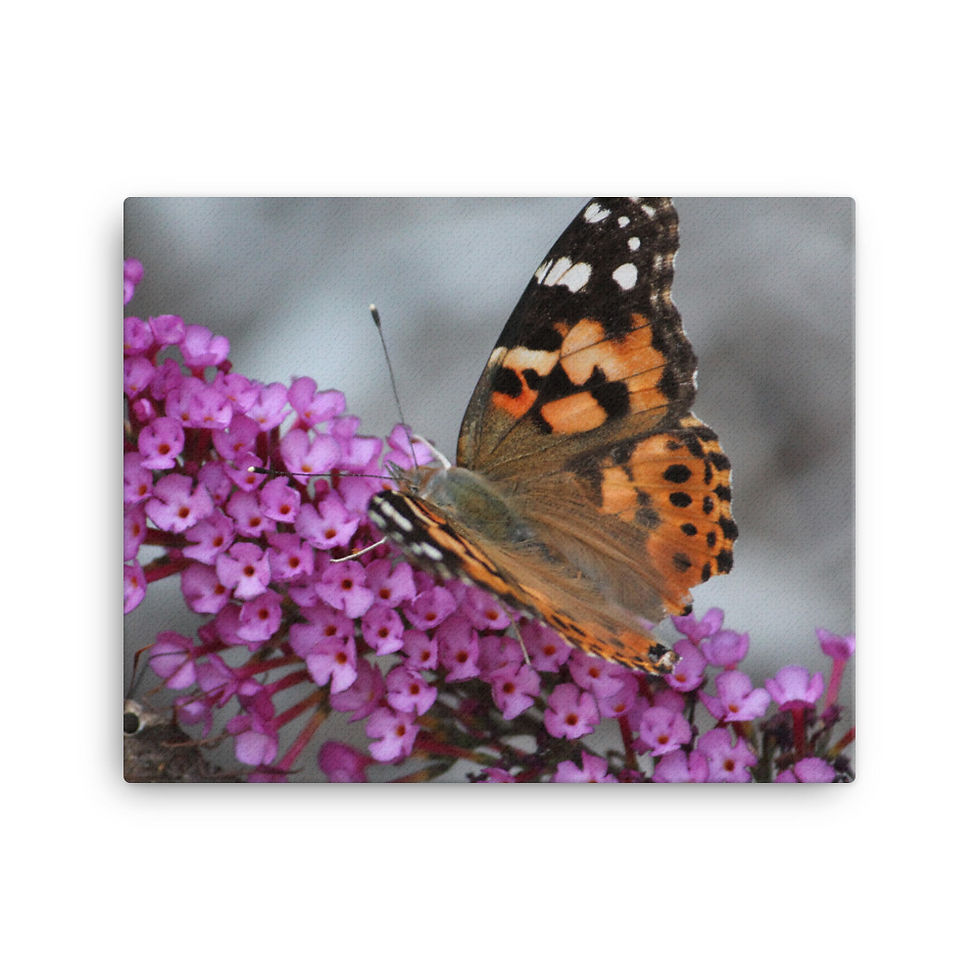 Thumbnail: "I am the Butterfly 2" Canvas Print