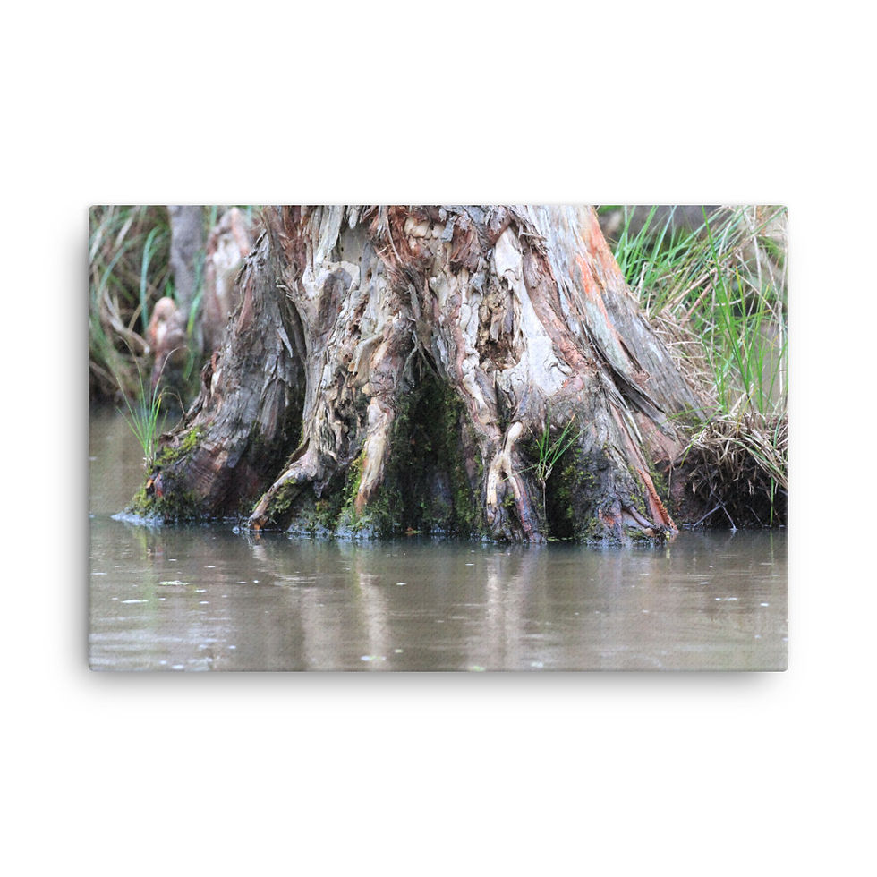 Thumbnail: "On the Bayou" Canvas Print
