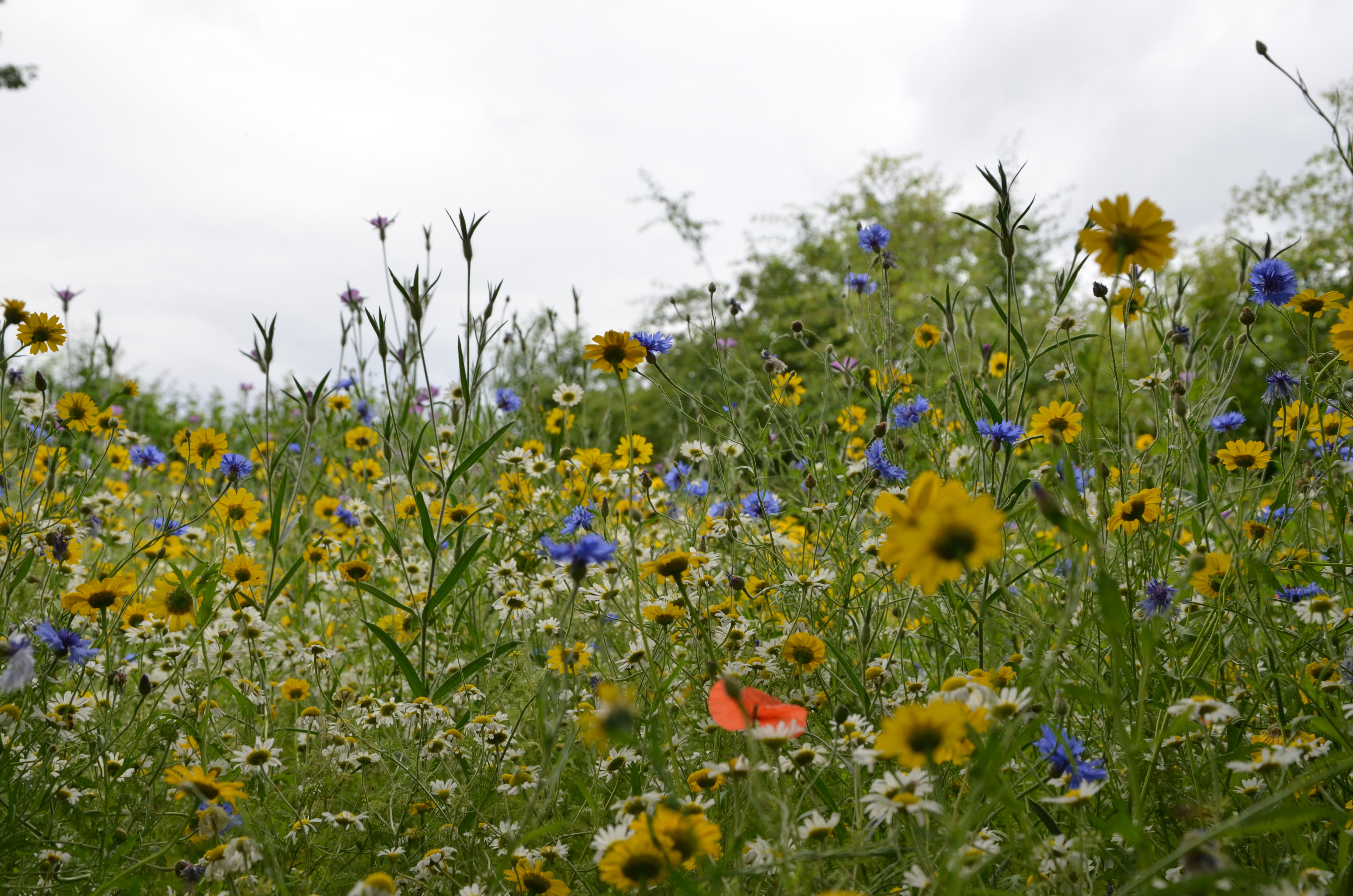 Flower Meadow