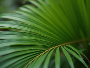 Palmistry for Success: Unlocking Your Potential Through Your Palm