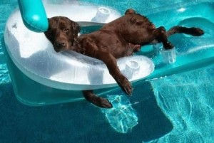 Dog Days of Summer