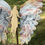 Thumbnail: LACE AGATE WINGS