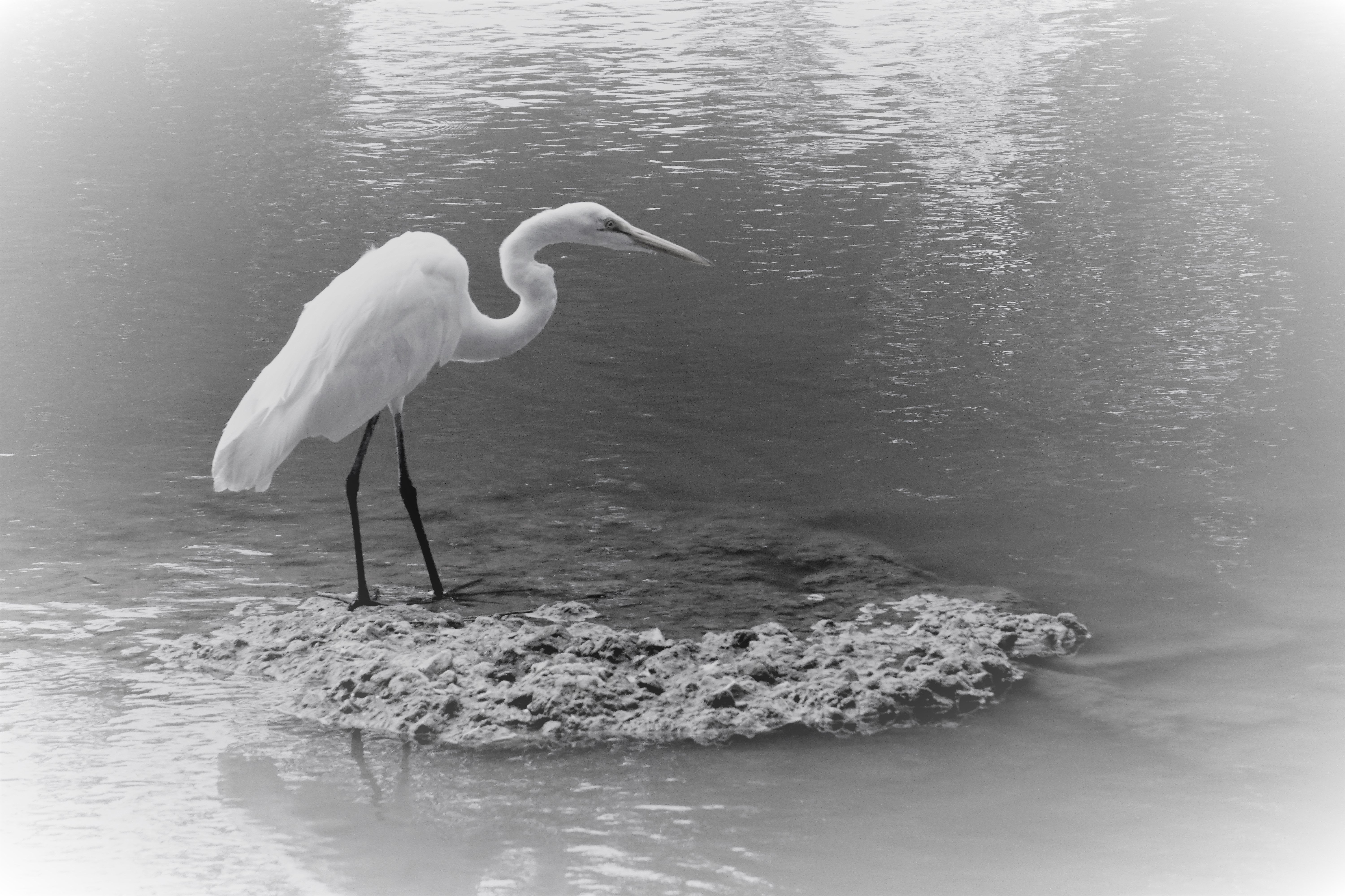 Great Egret on a Rock BLK/ WHT