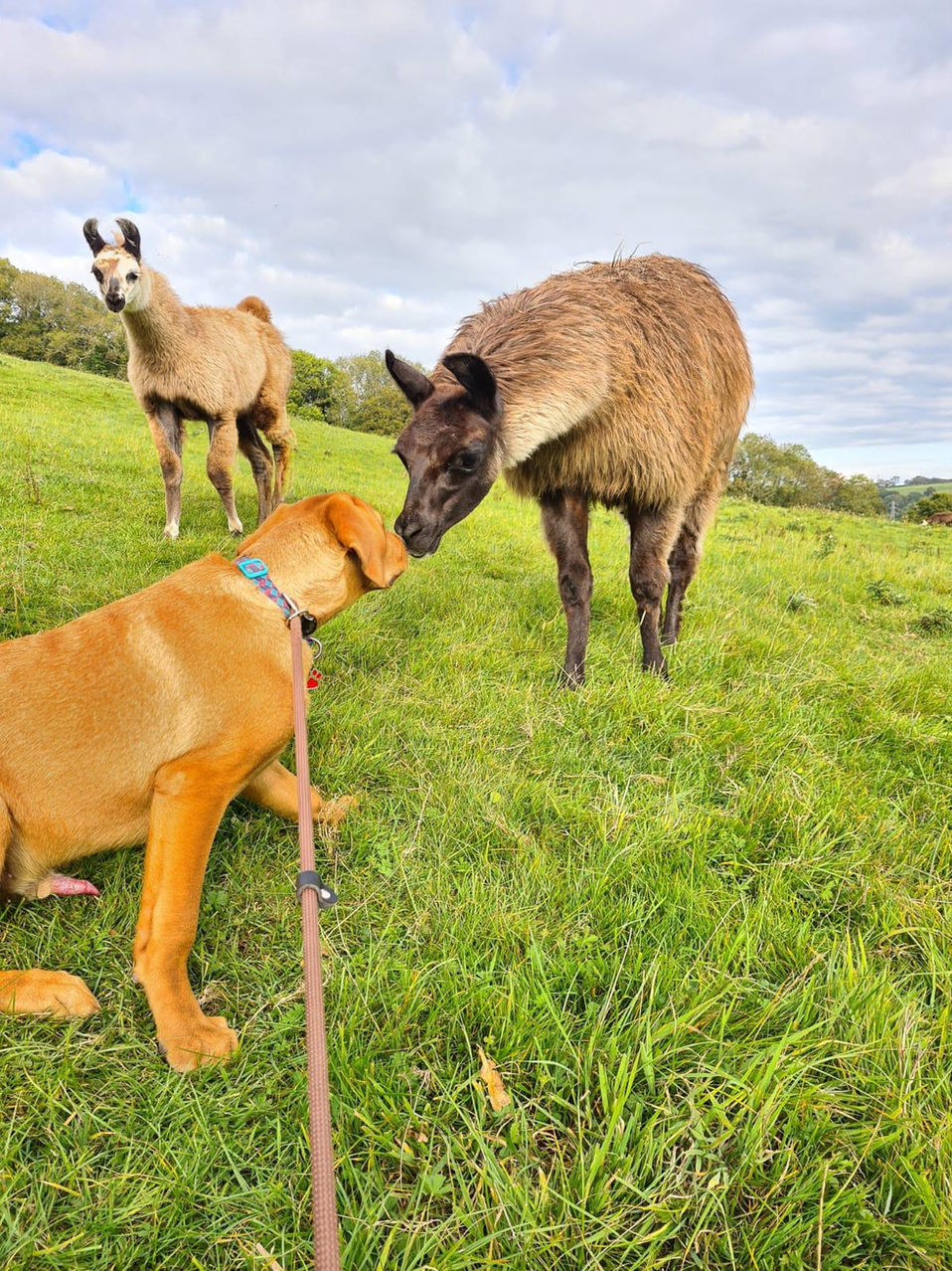 Dog meets lama