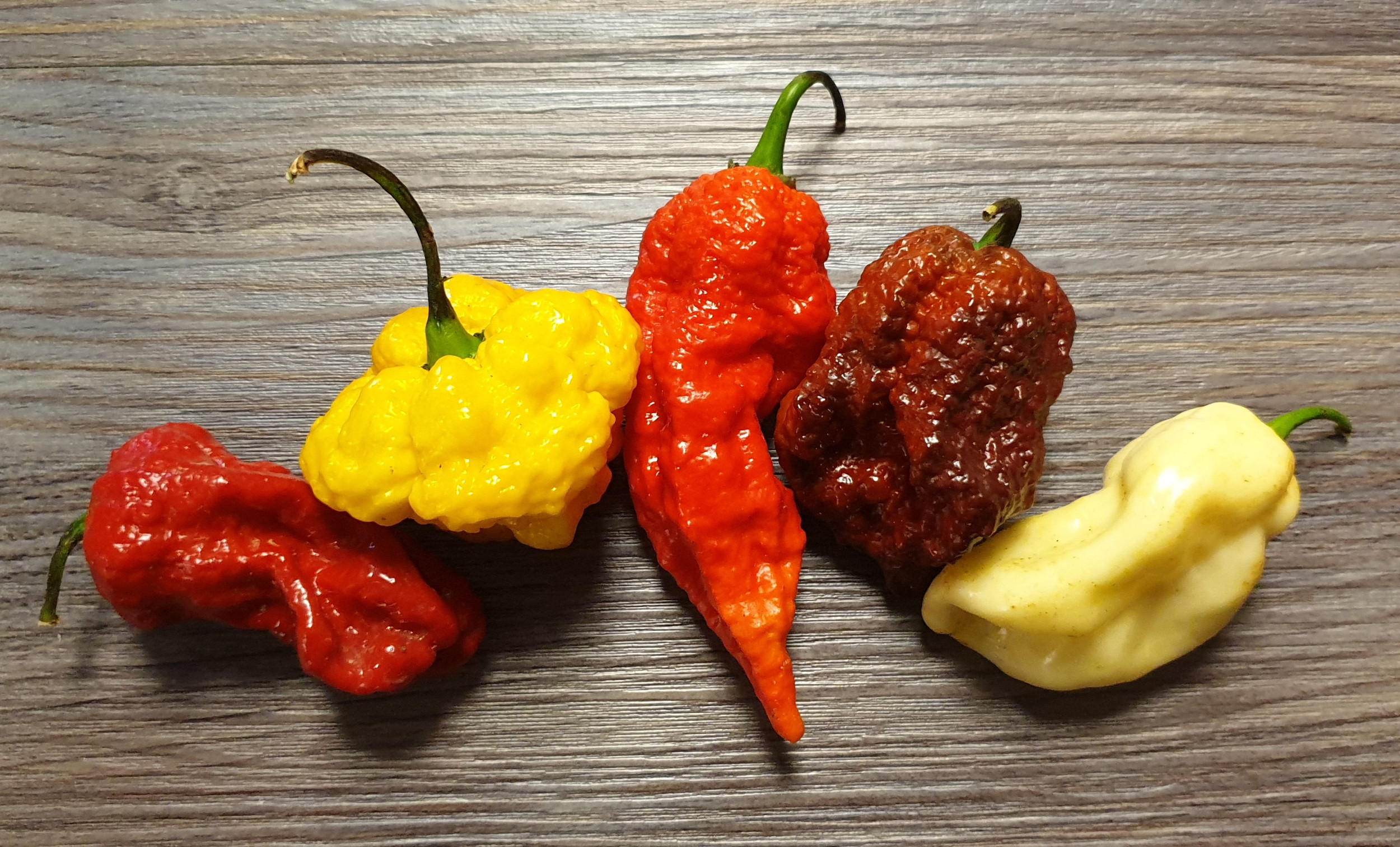 Chilli Growing Tips Clifton Chilli Club