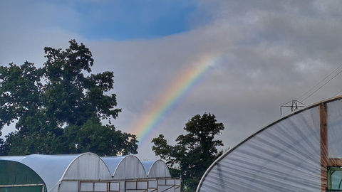 Rainbow over the polytunnels