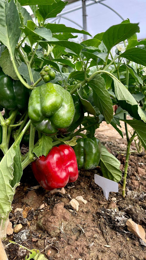 Peppers growing in the polytunnel