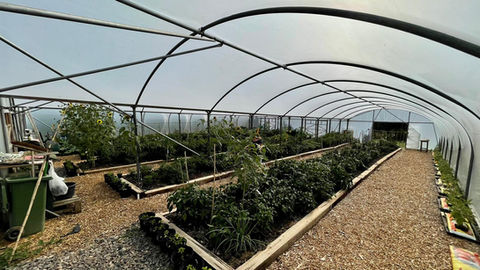 Plants growing in the polytunnel