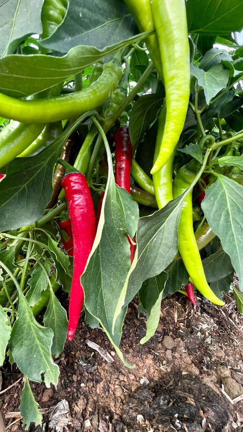 Chillies growing on the farm