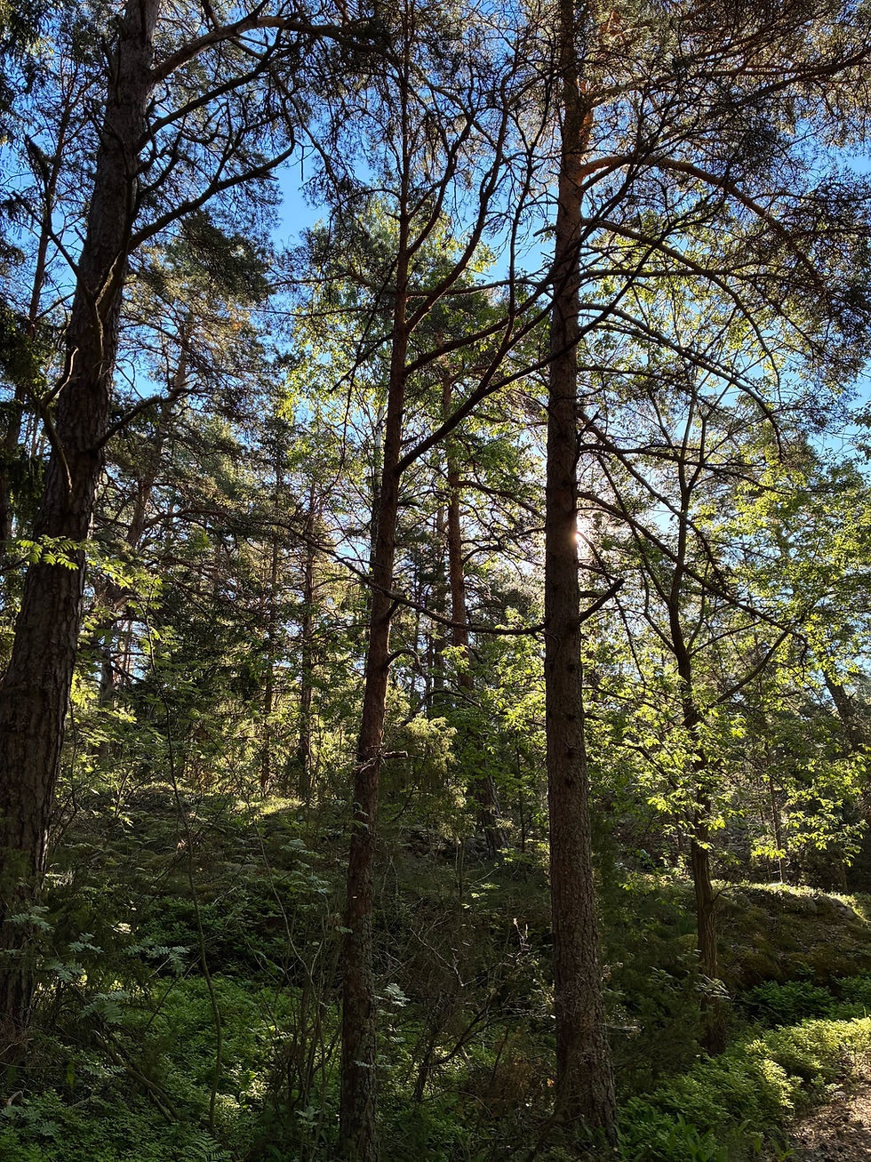 Metsää Turun saaristossa Lövön saaressa.