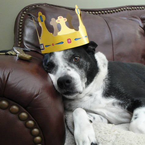 Tangible Help and Guidance from the Other Side - The Miracle Cat