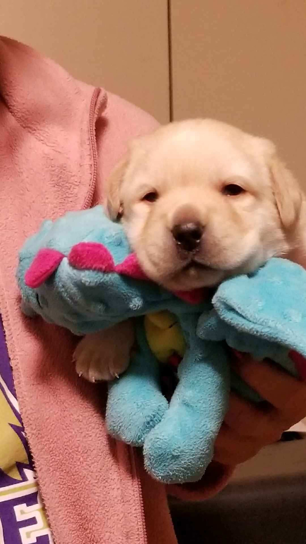 Eye's almost totally open - 2-1/2 weeks old