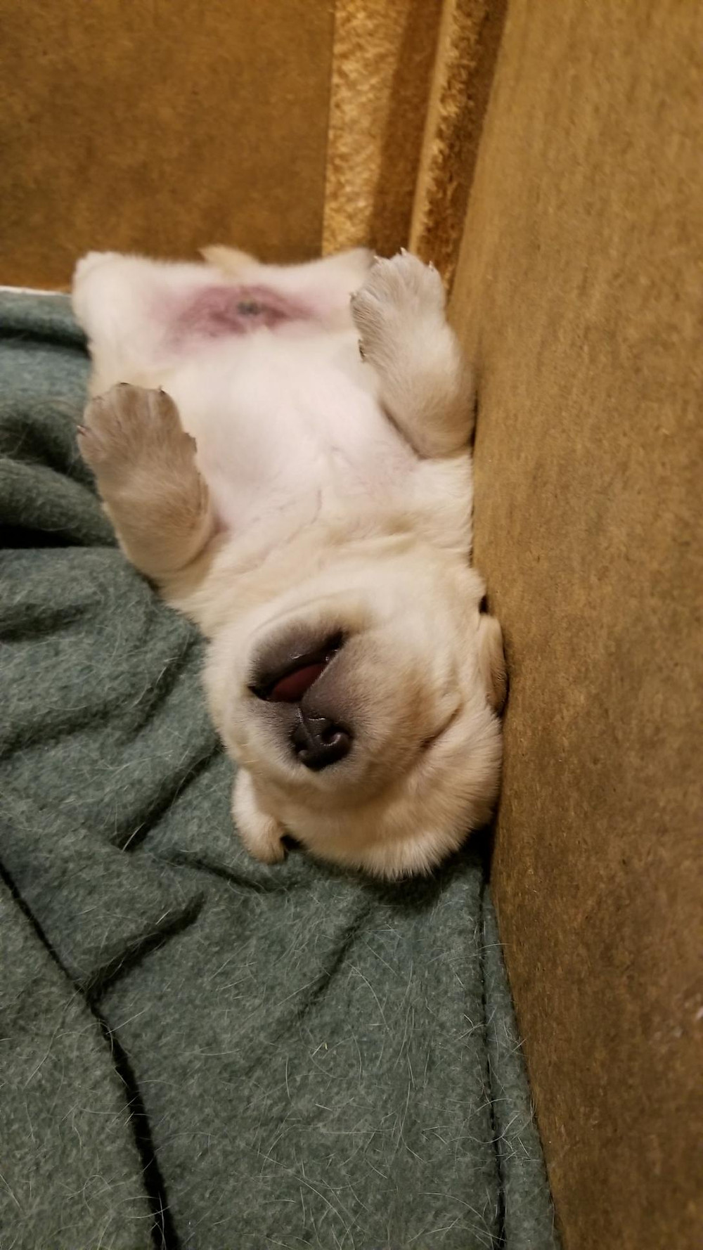 One satisfied customer! 2-1/2 weeks old