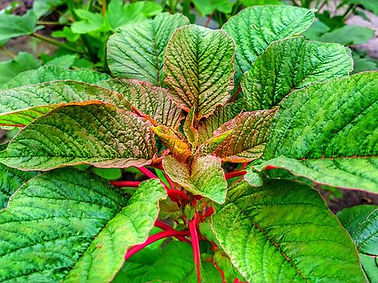 amaranth-6562448__340.jpg