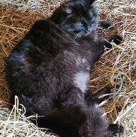Les chats d'écurie