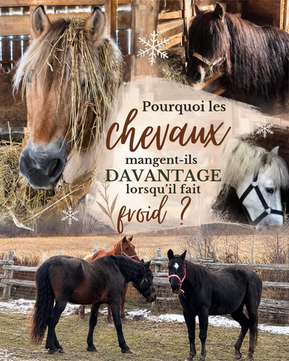 Cheval fjord dans la neige en train de manger du foin