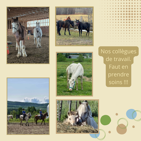 Le bien-être de nos chevaux est au cœur de toutes nos décisions. Dans cette optique, nous faisons face de plus en plus souvent à des écarts entre le poids déclaré lors de la réservation et la réalité sur place.
