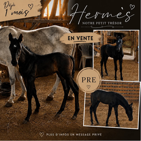 Hermès, magnifique poulain PRE, est maintenant en vente. Fils d'Abanico XVIII et de Balenciaga de Gerval, Hermès réunit de belles lignées et un avenir prometteurs.