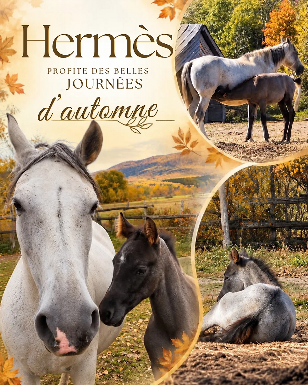Affiche automnale avec chevaux et poulain dans un pré, feuilles dorées, texte Hermes profite des belles journées d’automne.