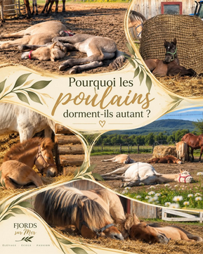 Un poulain, ça dort beaucoup. Jusqu'à 12 heures par jour dans ses premières semaines de vie, comparativement à un cheval adulte qui n'a besoin que de 3 à 6 heures de sommeil par 24 heures.
