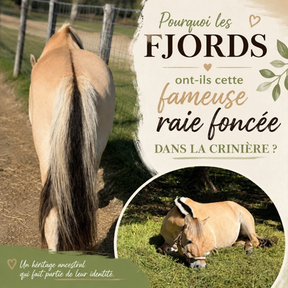 La robe des Fjords