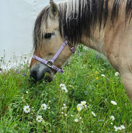 Une pause dans les margueritte