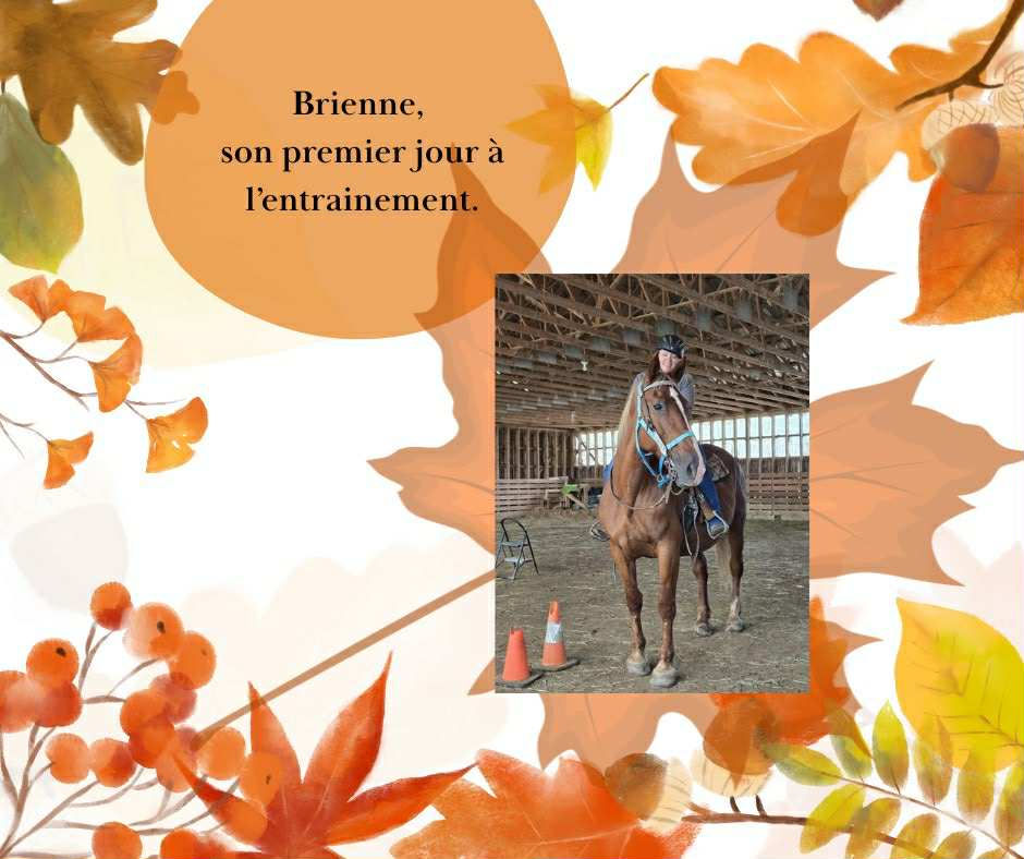 Transformer un cheval d'attelage en cheval d'école ?