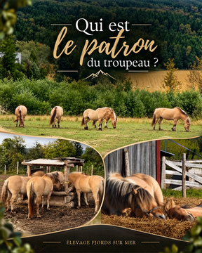 Quand on observe plusieurs chevaux ensemble, on finit souvent par se poser la question : qui est les patron de tout ce petit monde ?