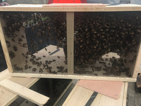 Bee Keeping