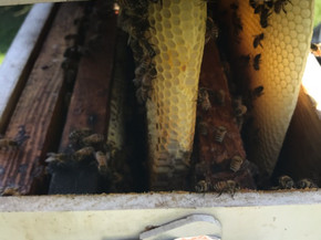 Bee Keeping