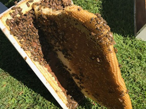 Bee Keeping