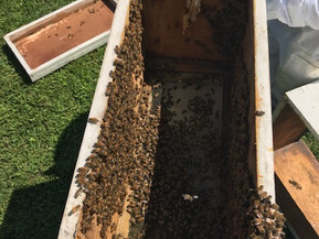 Bee Keeping