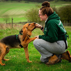 Jade training her bloodhound puppy