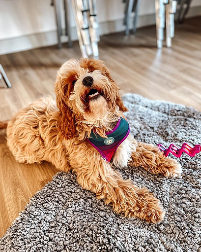 A cockapoo lays down on a mat and looks at the camera with her mouth open.