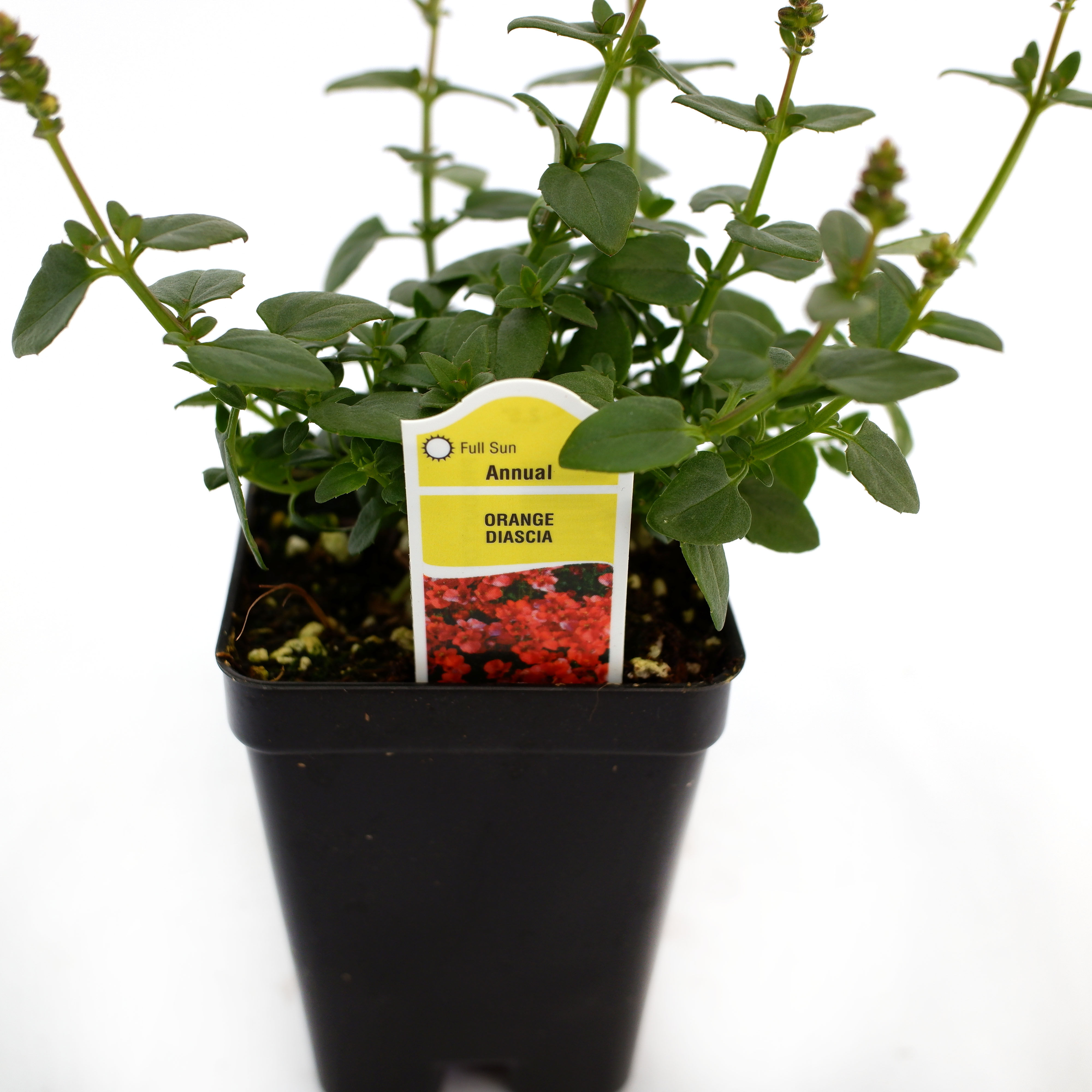 Orange Diascia 2" Pot