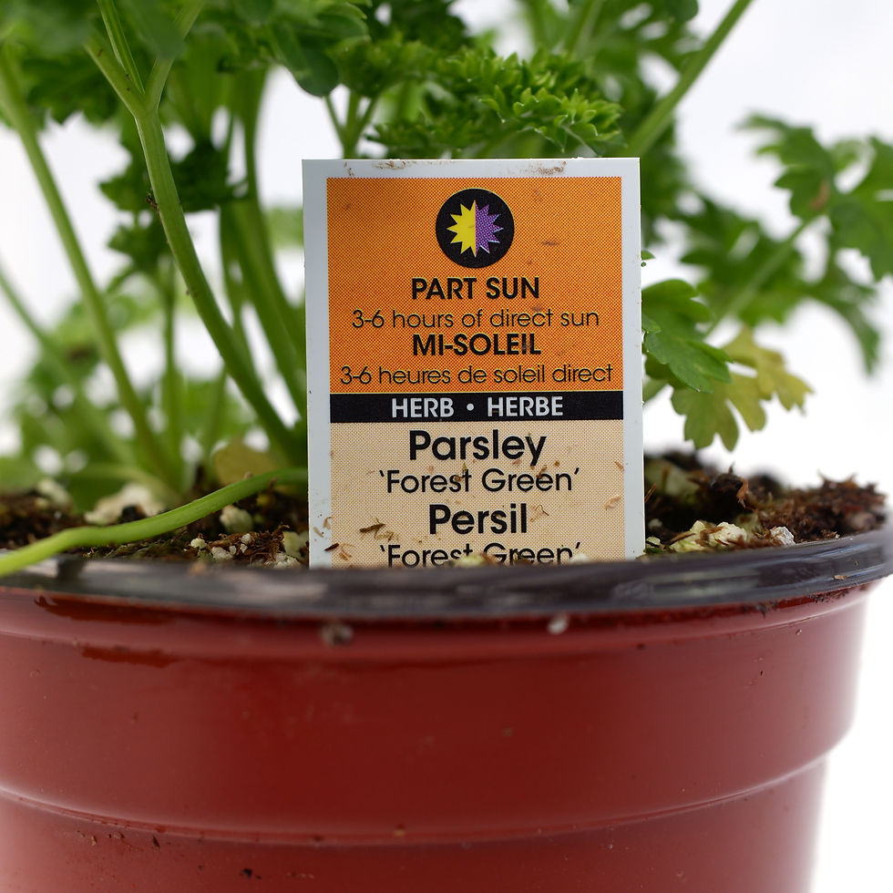 Thumbnail: Parsley