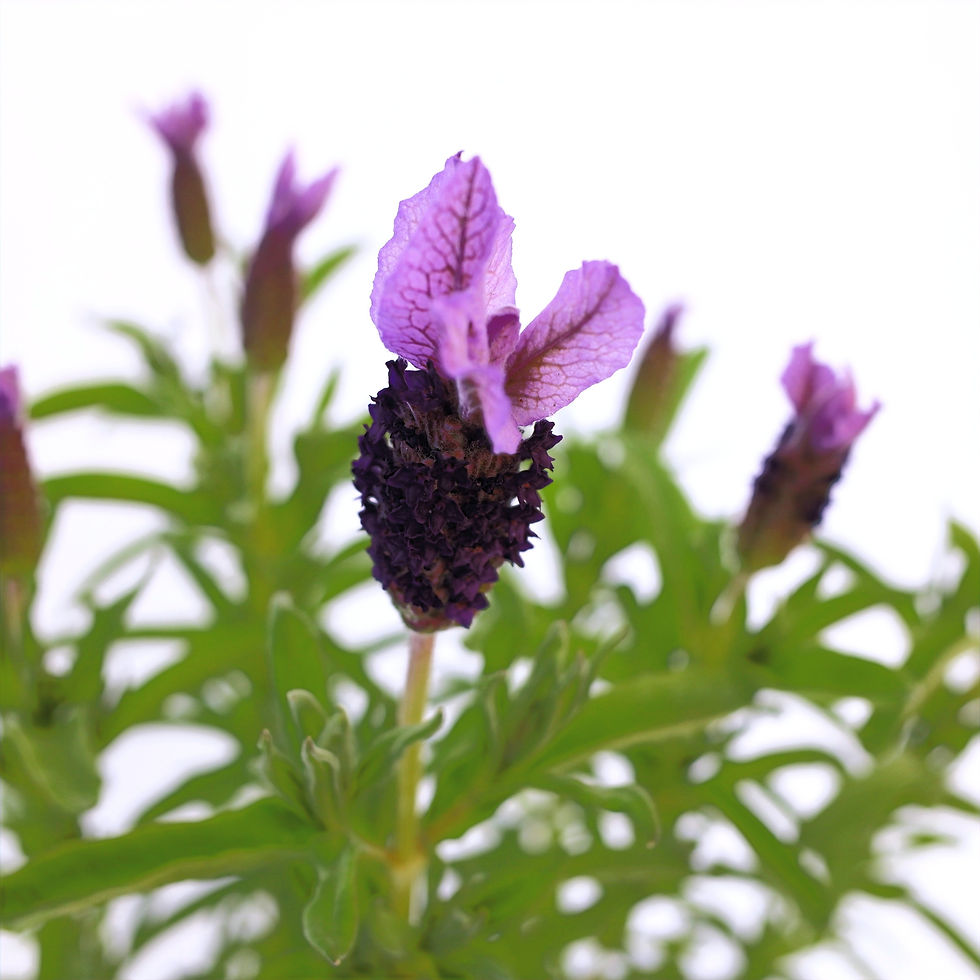 Thumbnail: Lavender Luxurious 4" pot