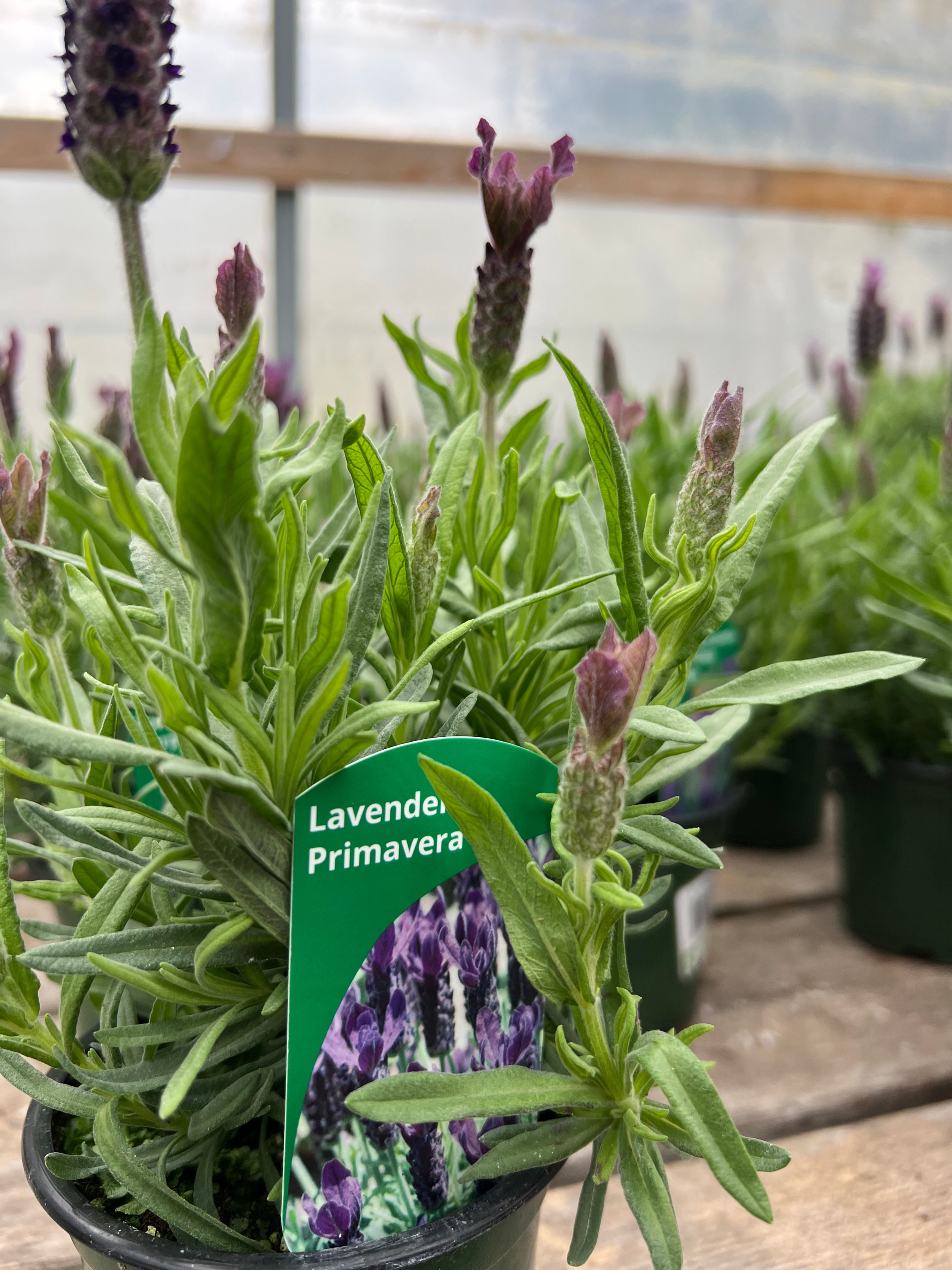 Lavender Javelin Forte Deep Purple - 4" Pot