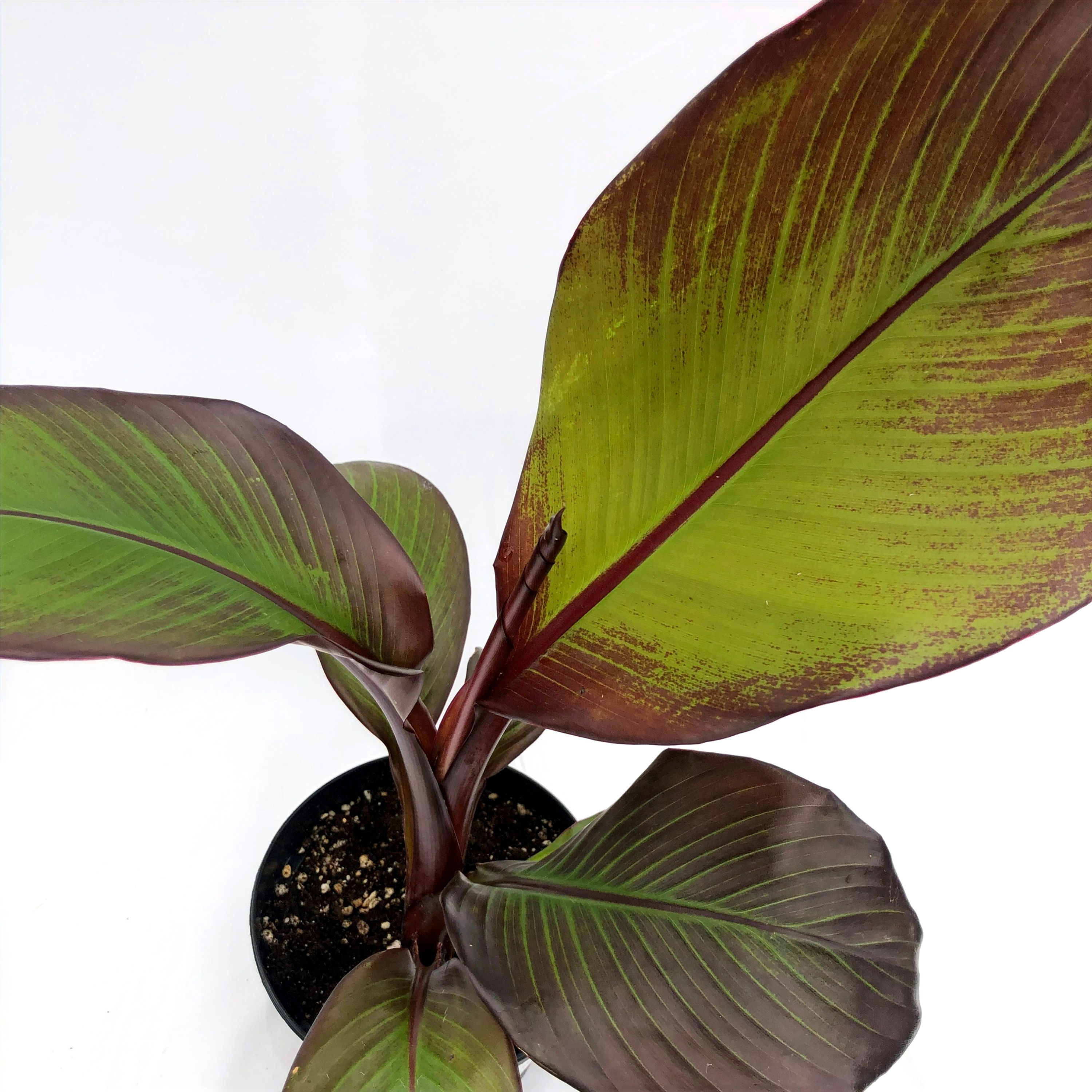 Green Dwarf Banana 6" Pot