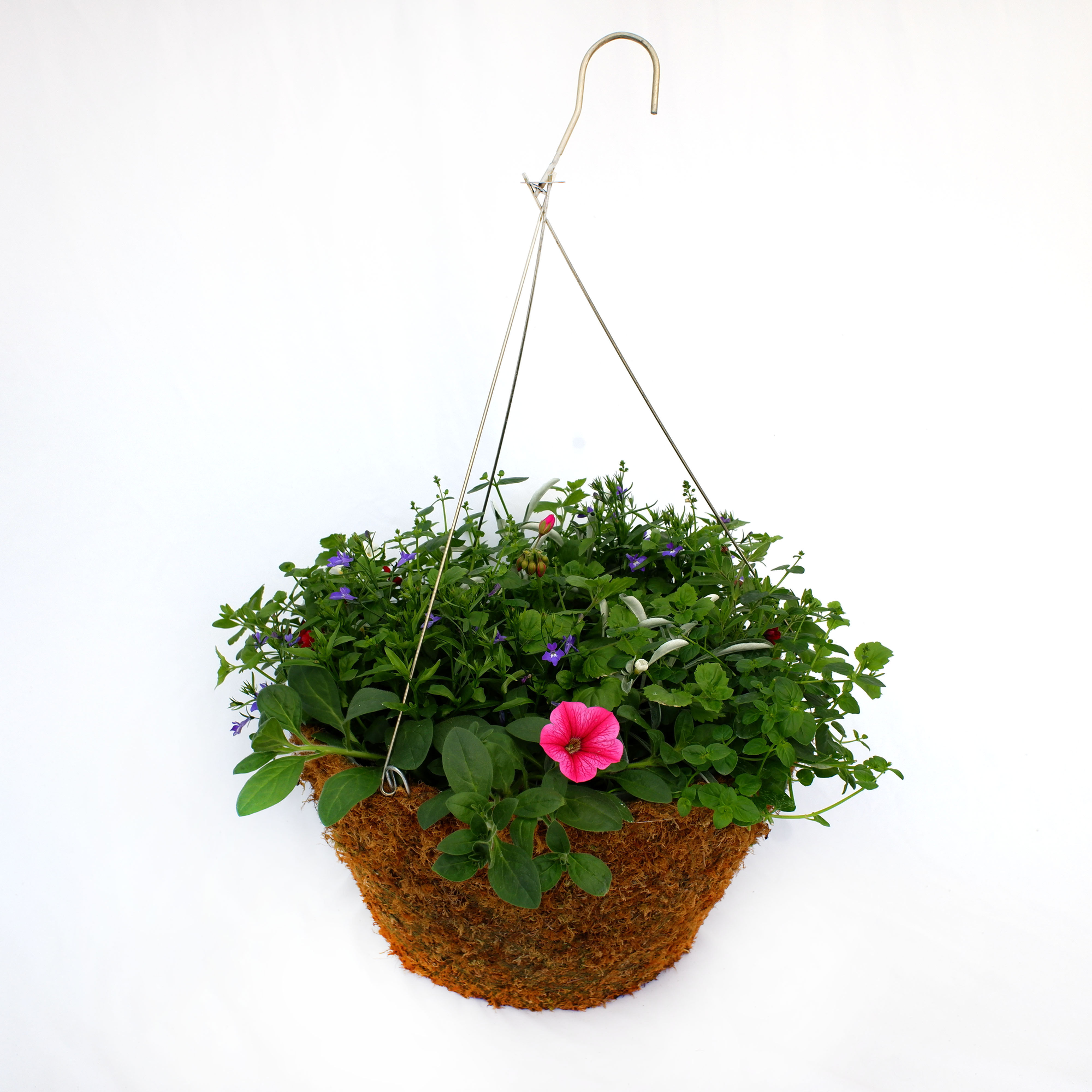Moss Lined Flowering Hanging Basket