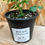 Thumbnail: RUE-Herb - 4" Pot