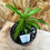 Thumbnail: 4 Season Tarragon - 4" Pot