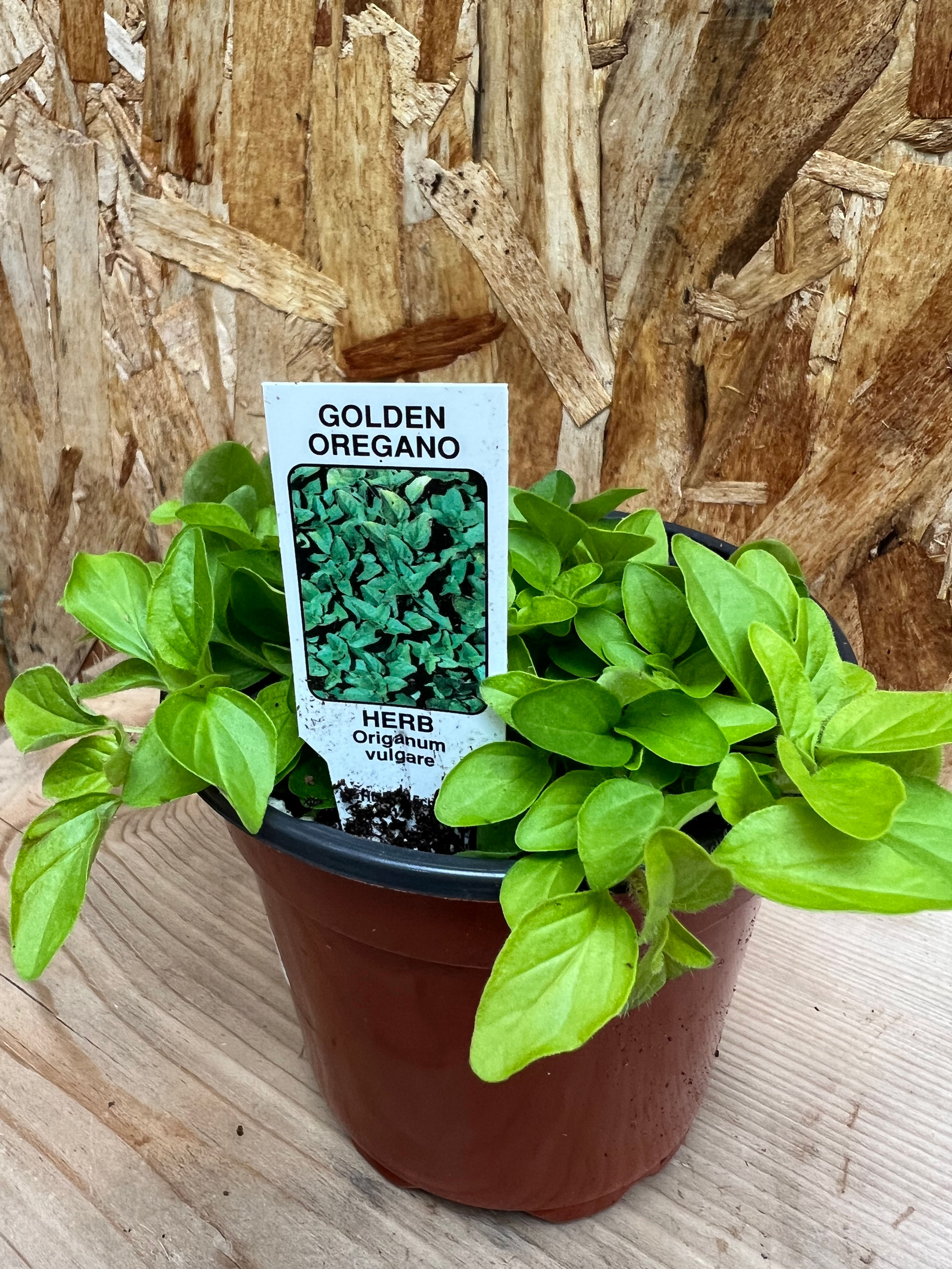 Golden Oregano - 4" Pot