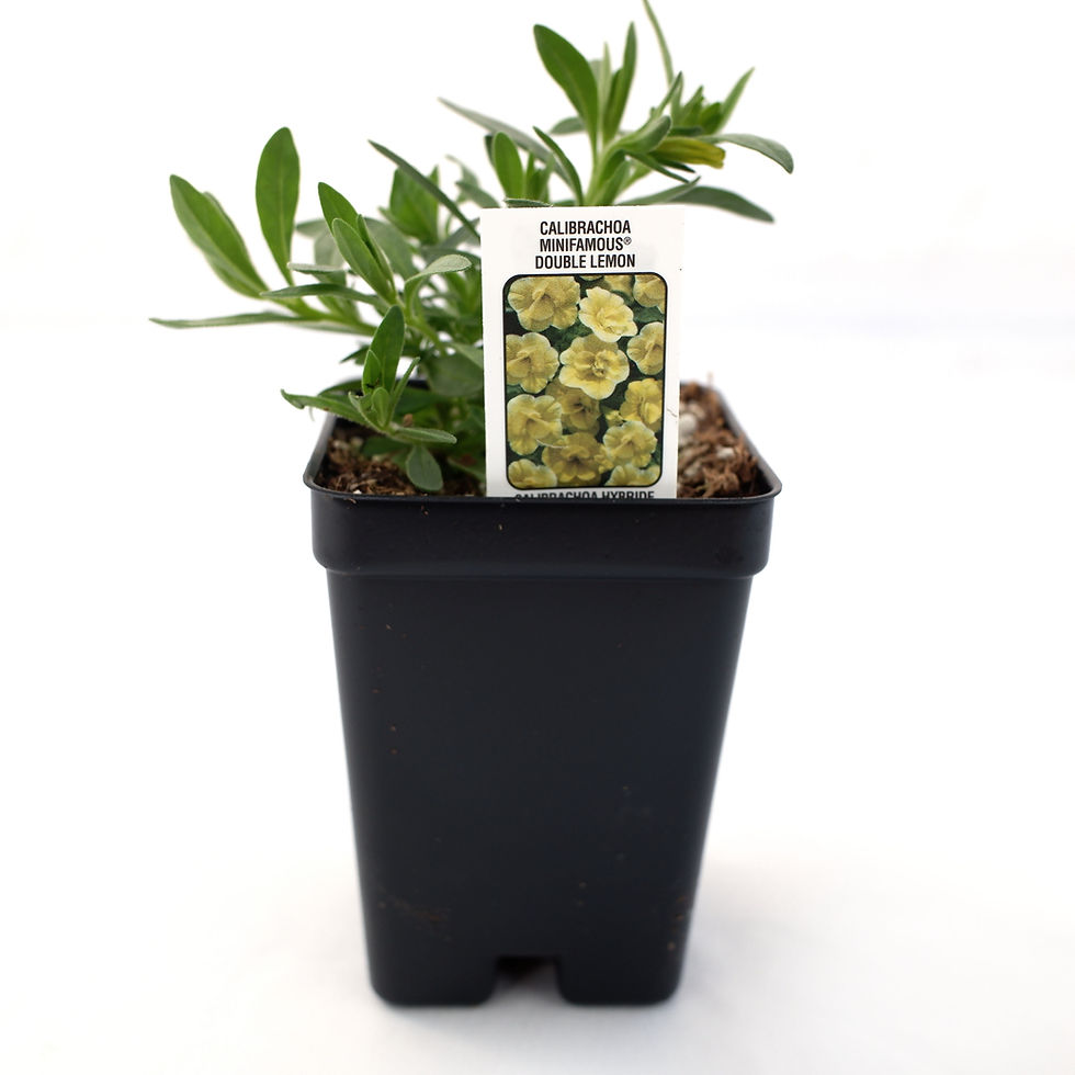 Thumbnail: Calibrachoa- Minifamous Yellow 2" Pot