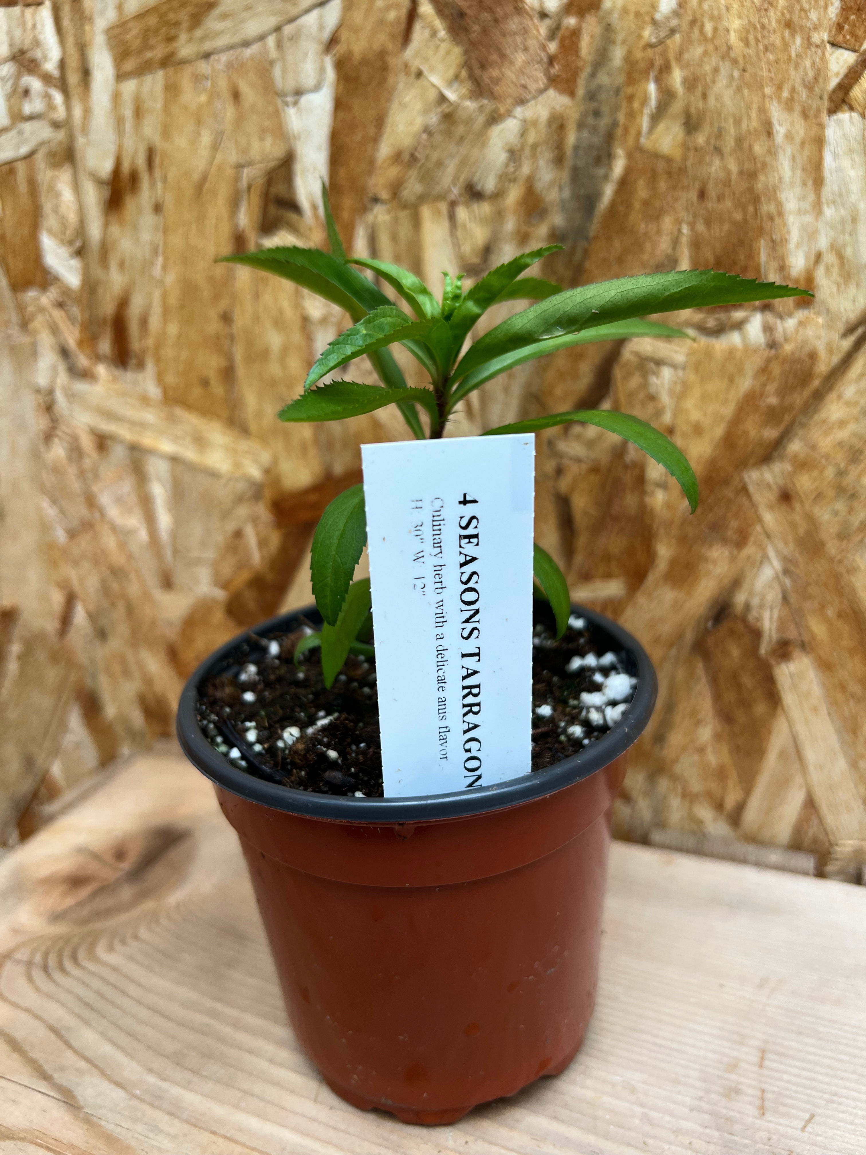 4 Season Tarragon - 4" Pot