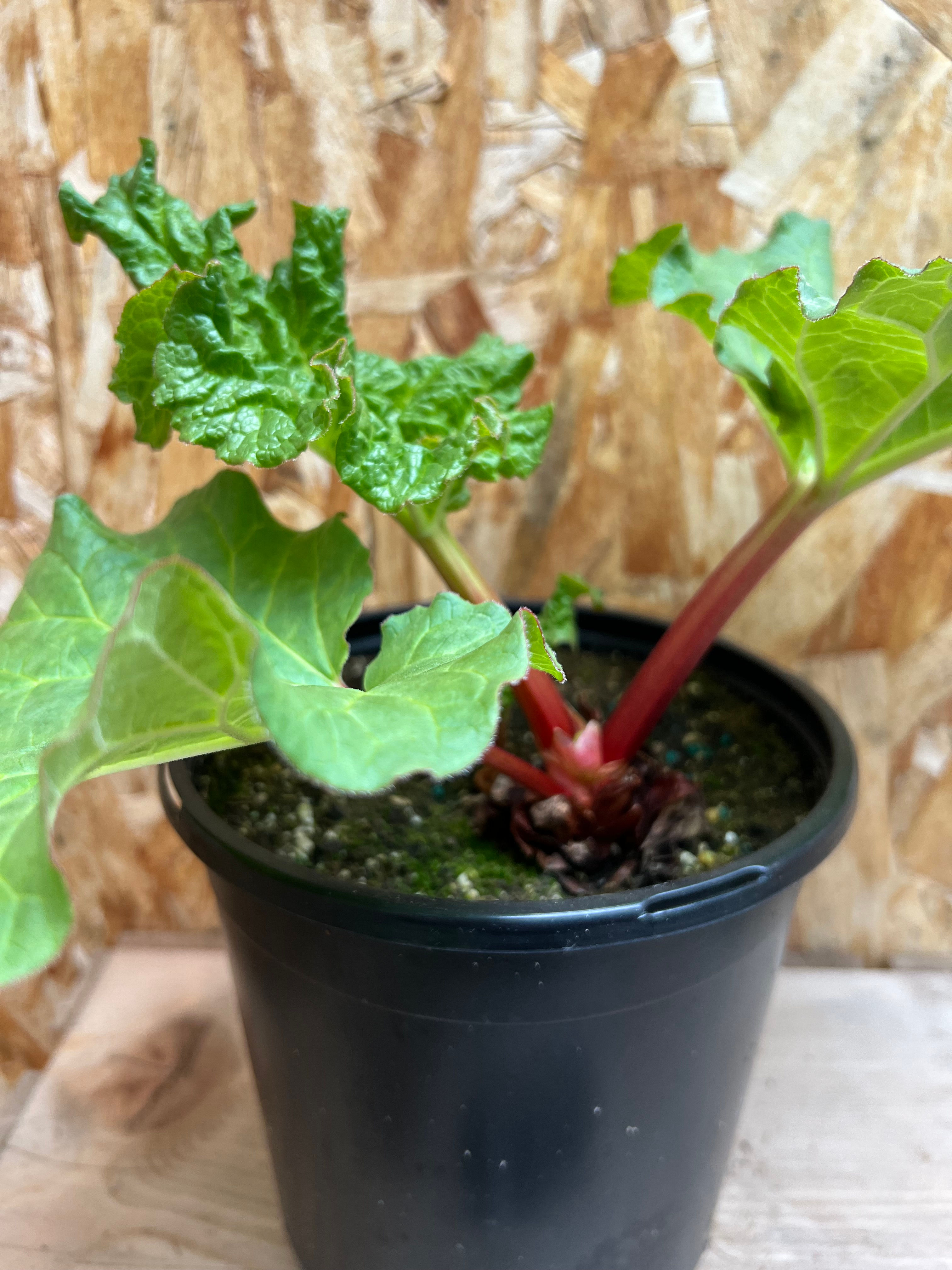 Sweet Red Rhubarb- 1' Gallon