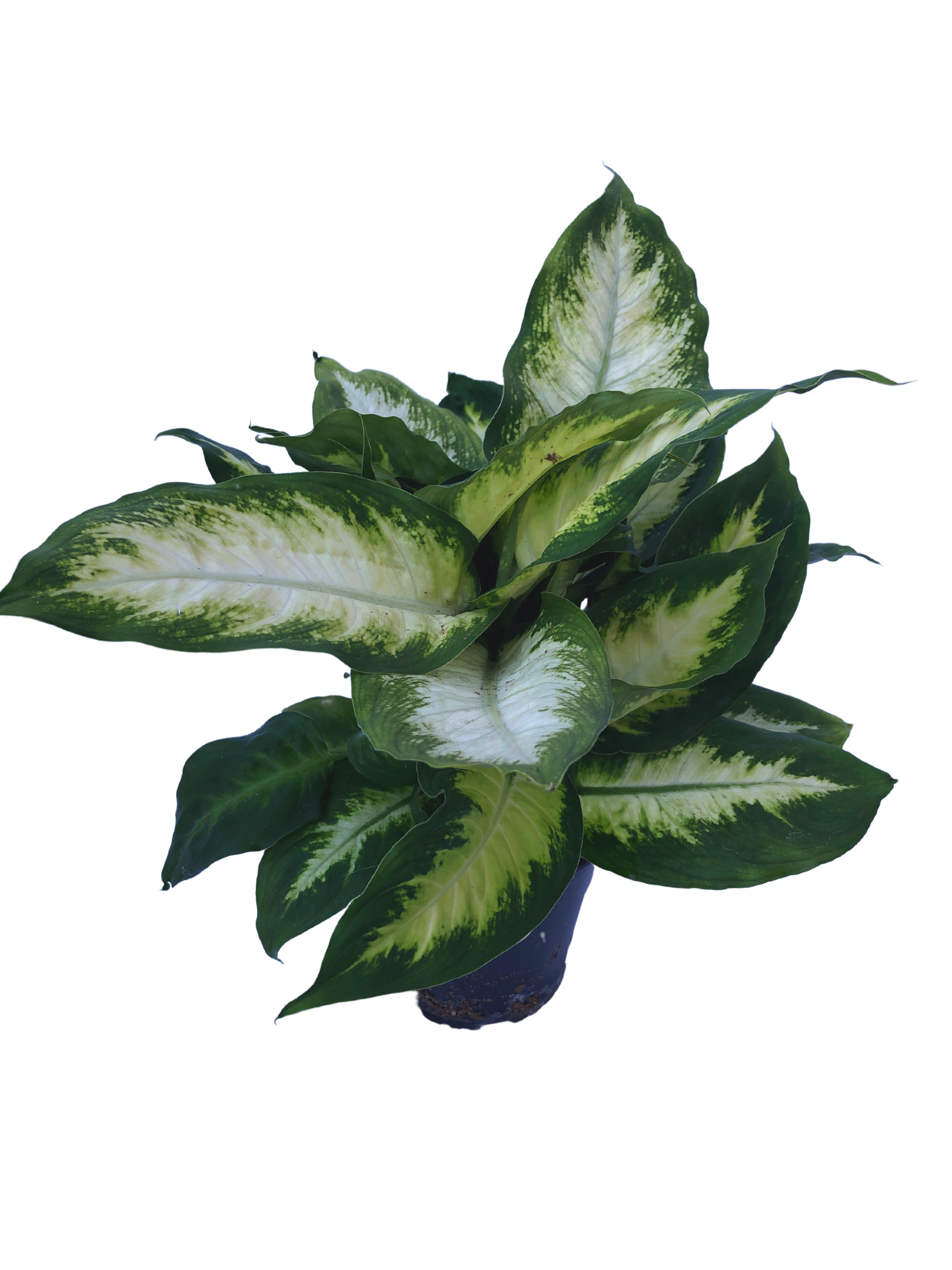 Dieffenbachia 6" Pot