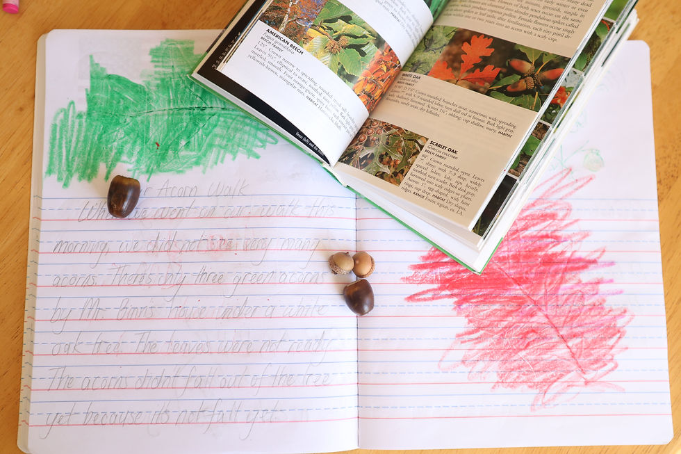 journal-field-guide-acorns